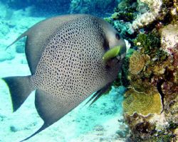 Grey angel take in the cayman islands by Jared Fuller 
